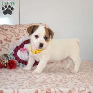 Shady, Jack Russell Terrier Puppy