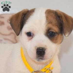 Shady, Jack Russell Terrier Puppy