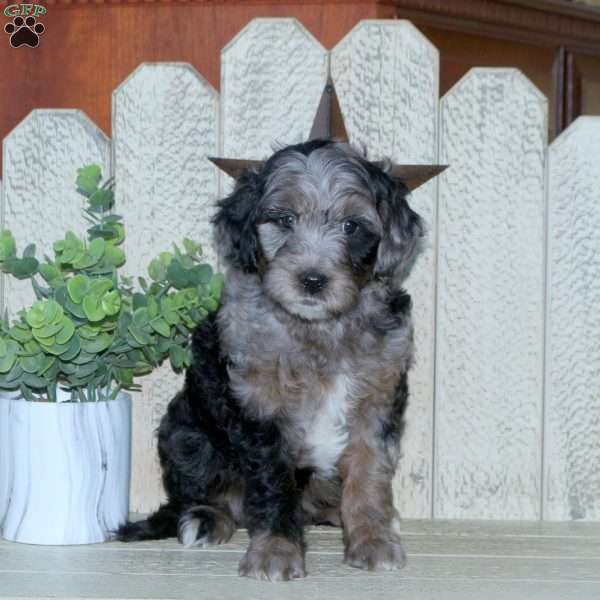 Shaggy, Mini Goldendoodle Puppy