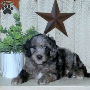 Shaggy, Mini Goldendoodle Puppy