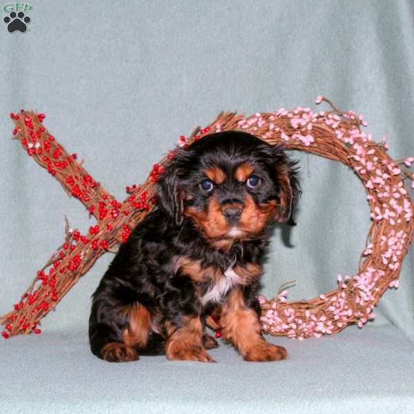 Shane, Cavalier King Charles Spaniel Puppy