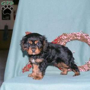 Shane, Cavalier King Charles Spaniel Puppy