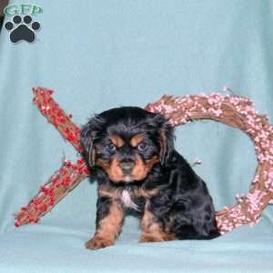 Shane, Cavalier King Charles Spaniel Puppy