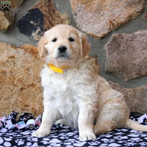 Sheila, English Cream Golden Retriever Puppy