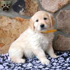 Sheila, English Cream Golden Retriever Puppy