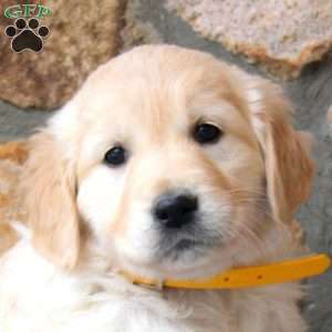 Sheila, English Cream Golden Retriever Puppy