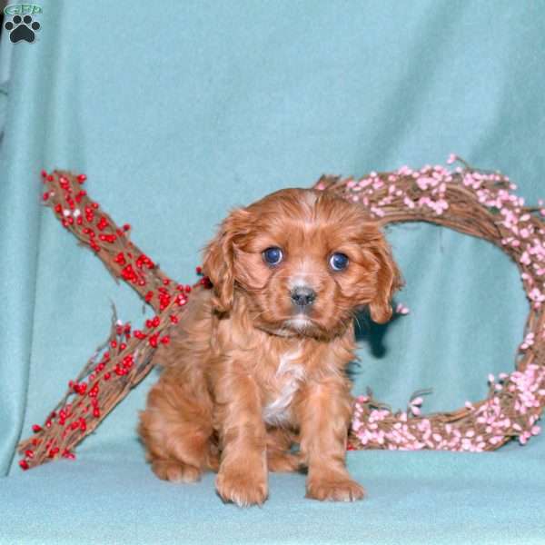 Shelby, Cavalier King Charles Spaniel Puppy