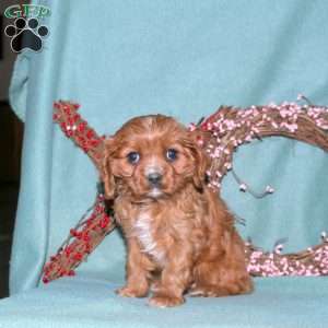 Shelby, Cavalier King Charles Spaniel Puppy