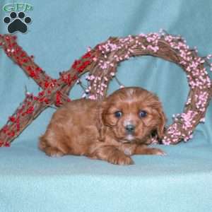 Shelby, Cavalier King Charles Spaniel Puppy