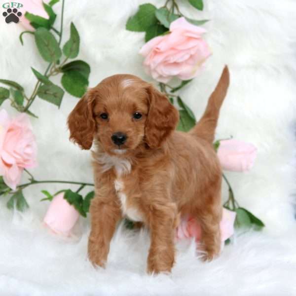 Sheldon-F1B, Cavapoo Puppy