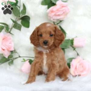 Sheldon-F1B, Cavapoo Puppy