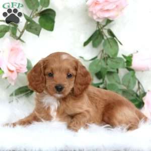 Sheldon-F1B, Cavapoo Puppy