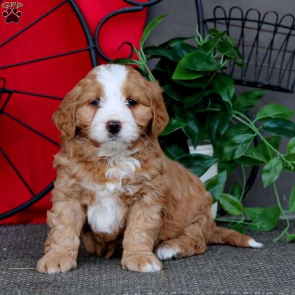 Shelly, Mini Bernedoodle Puppy