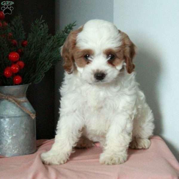 Shiloh, Cavapoo Puppy