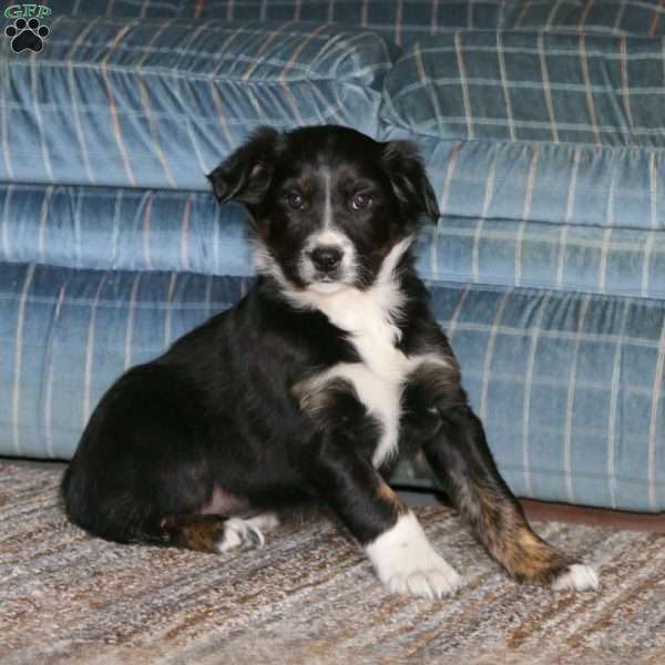 Shiny, Border Collie Mix Puppy