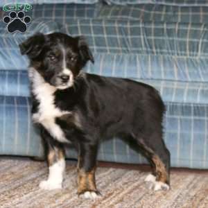 Shiny, Border Collie Mix Puppy