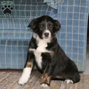 Shiny, Border Collie Mix Puppy