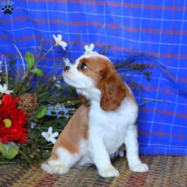 Sierra, Cavalier King Charles Spaniel Puppy