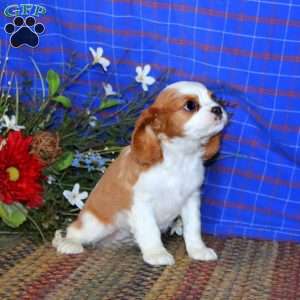 Sierra, Cavalier King Charles Spaniel Puppy