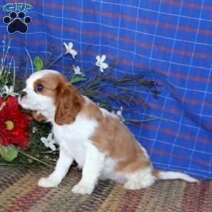 Sierra, Cavalier King Charles Spaniel Puppy