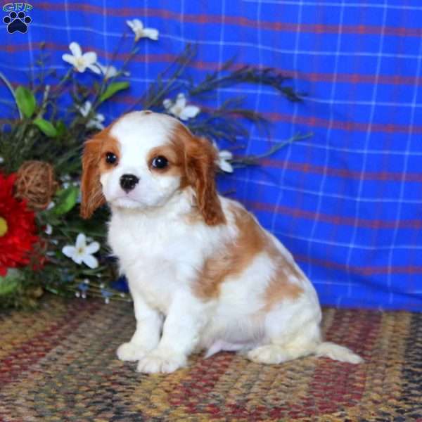 Silas, Cavalier King Charles Spaniel Puppy