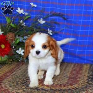 Silas, Cavalier King Charles Spaniel Puppy