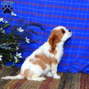 Silas, Cavalier King Charles Spaniel Puppy