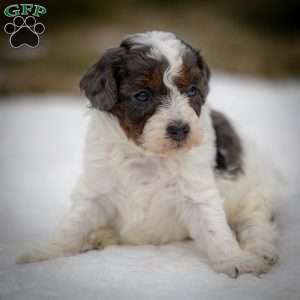 Simba, Cavapoo Puppy