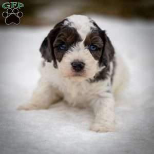 Simba, Cavapoo Puppy