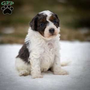 Simba, Cavapoo Puppy