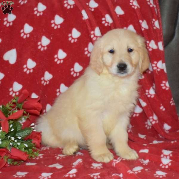 Simba, English Cream Golden Retriever Puppy