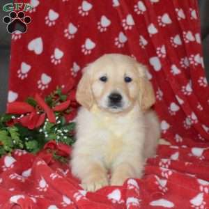 Simba, English Cream Golden Retriever Puppy