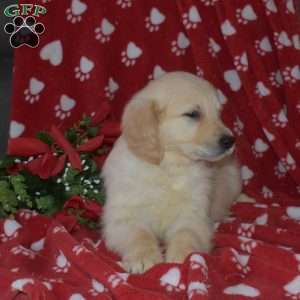 Simba, English Cream Golden Retriever Puppy