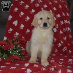 Simba, English Cream Golden Retriever Puppy