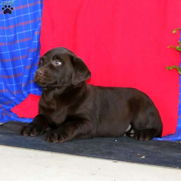 Simba, Labrador Mix Puppy