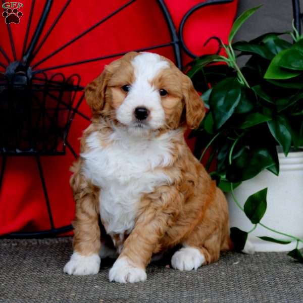 Simba, Mini Bernedoodle Puppy