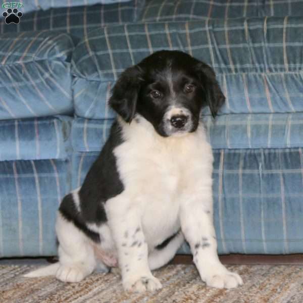 Simba, Border Collie Mix Puppy