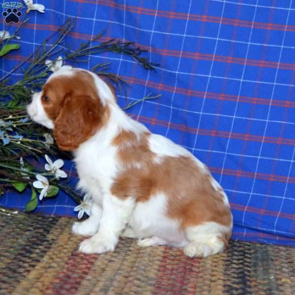 Simba, Cavalier King Charles Spaniel Puppy