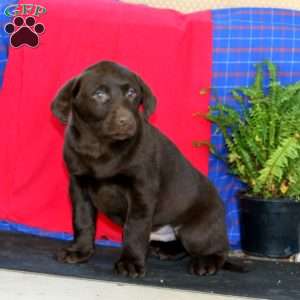 Simba, Labrador Mix Puppy