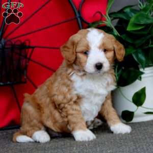 Simba, Mini Bernedoodle Puppy