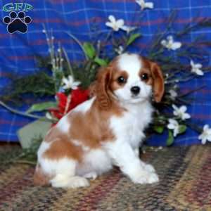 Simba, Cavalier King Charles Spaniel Puppy