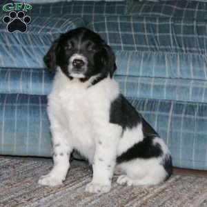 Simba, Border Collie Mix Puppy