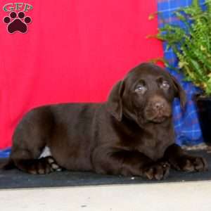 Simba, Labrador Mix Puppy