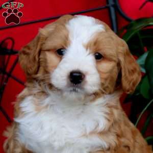 Simba, Mini Bernedoodle Puppy