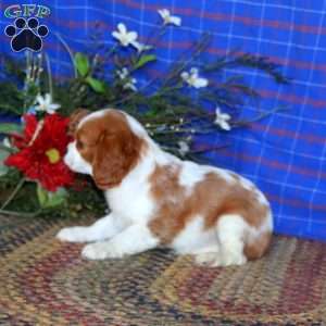 Simba, Cavalier King Charles Spaniel Puppy