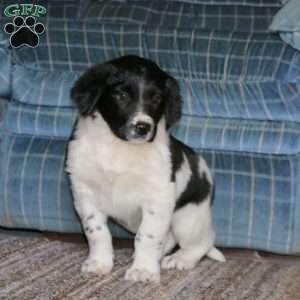 Simba, Border Collie Mix Puppy