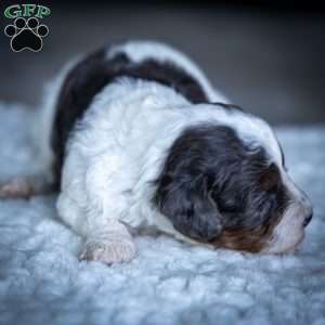 Simba, Cavapoo Puppy