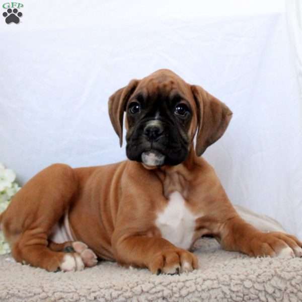 Simon, Boxer Puppy