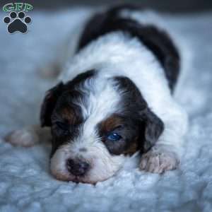 Simba, Cavapoo Puppy