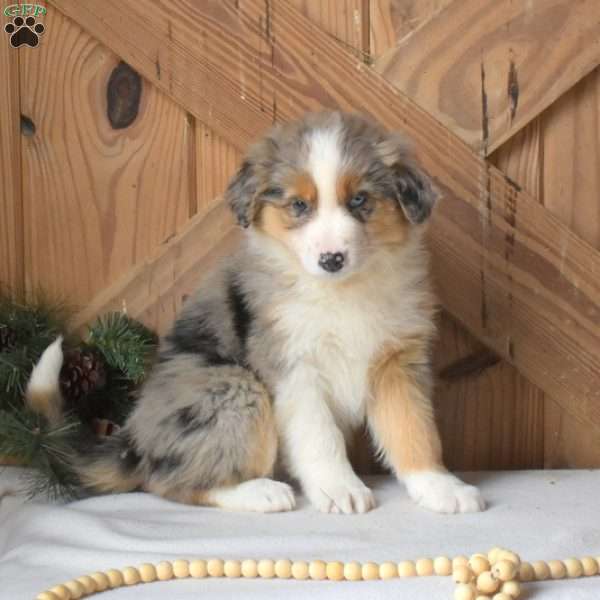 Sky, Australian Shepherd Puppy